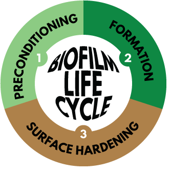 Biofilm Lifecycle Pie Image